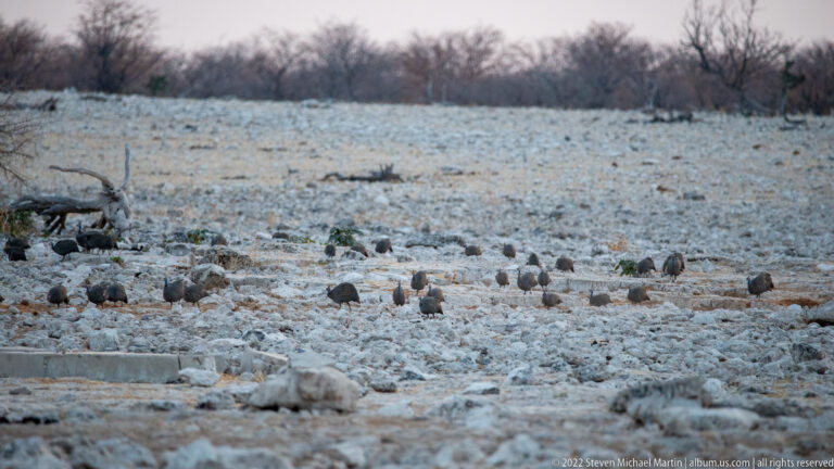 Loose flock of helmeted guineafowl foraging across pale rocky ground near Okaukuejo Waterhole.