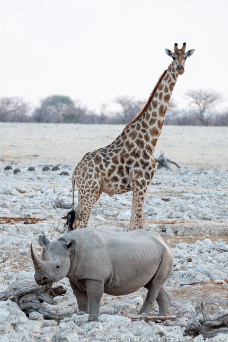 Black rhinoceros walking across pale rocks in front of a giraffe moving in the same direction.