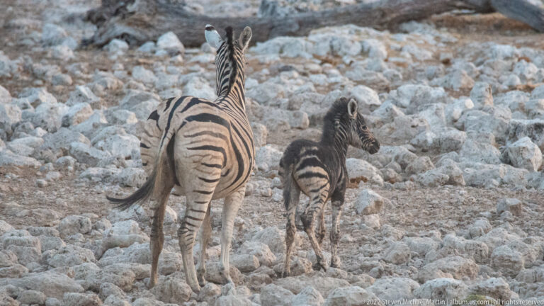 Adult plains zebra and brown-striped foal walking away together over pale limestone rocks.