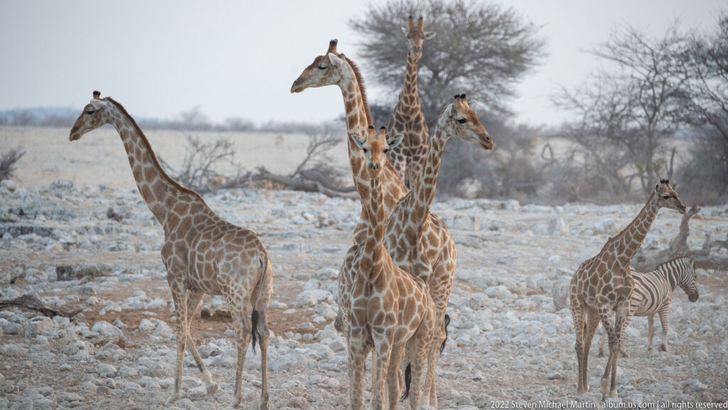 Five giraffes of different sizes gathered on pale rocks, with part of a zebra visible at right.