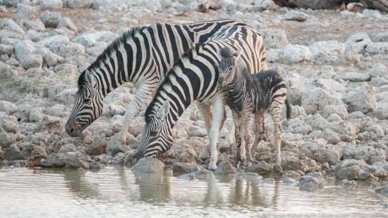 Two adult plains zebras drinking side by side with a brown-striped foal standing behind them.