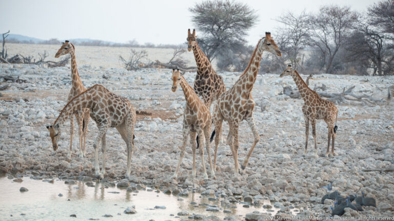 Five giraffes at the rocky waterhole edge, one bending down to drink while four remain upright.