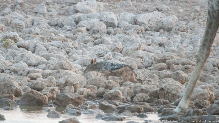 Black-backed jackal walking among pale rocks with part of a giraffe leg at the right edge.