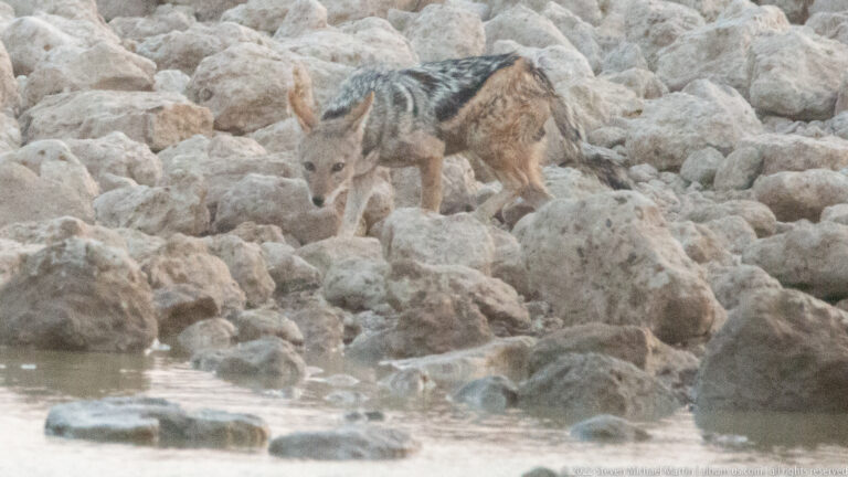 Black-backed jackal stepping between large pale rocks beside the shallow waterhole.