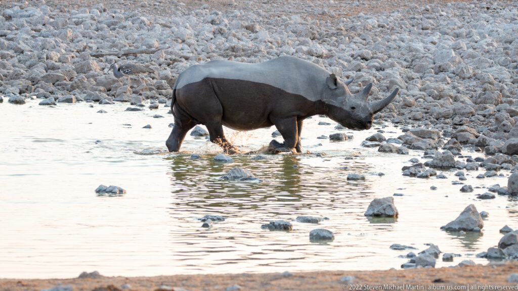 Black rhinoceros walking through shallow water among pale rocks at Okaukuejo Waterhole.