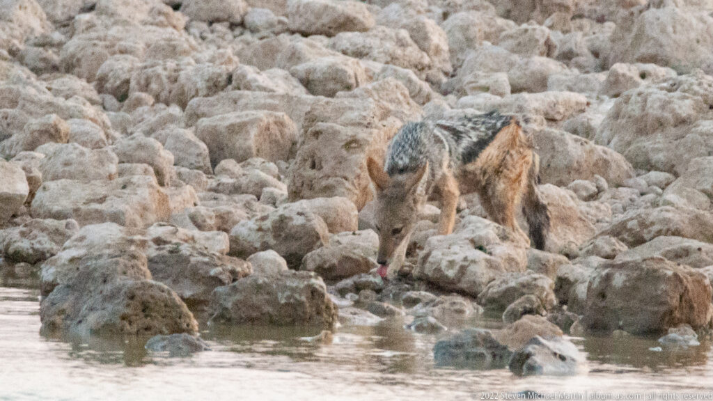 Black-backed jackal lowering its muzzle to drink from shallow water between pale rocks.