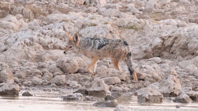 Side view of a black-backed jackal walking along the rocky edge of the waterhole.