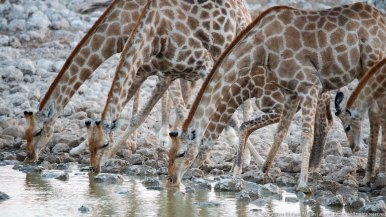 Three giraffes bending their long necks in parallel to drink from the rocky waterhole edge.