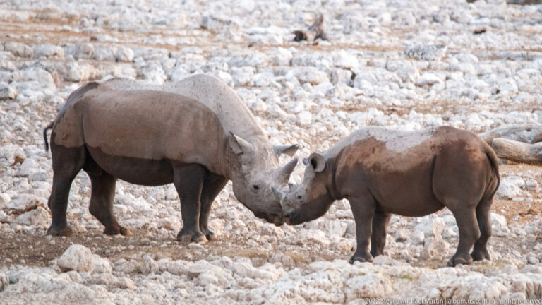 Large and smaller black rhinoceroses standing face to face with horns and muzzles touching.