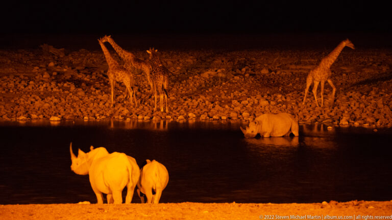 Floodlit night view with black rhinoceroses near the water and several giraffes on the opposite bank.