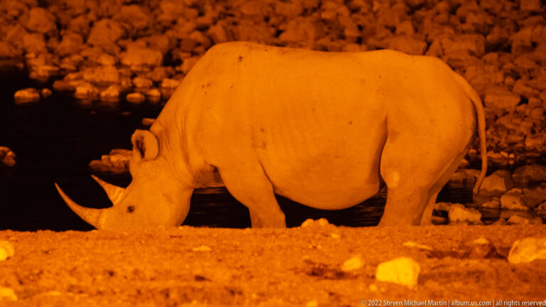 Large black rhinoceros drinking at night, brightly lit orange against dark water and rocks.