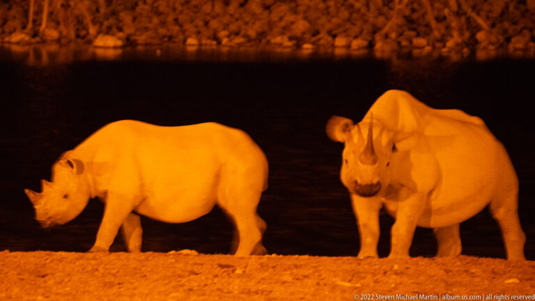 Two black rhinoceroses under orange night lighting, one in profile and one facing forward beside dark water.