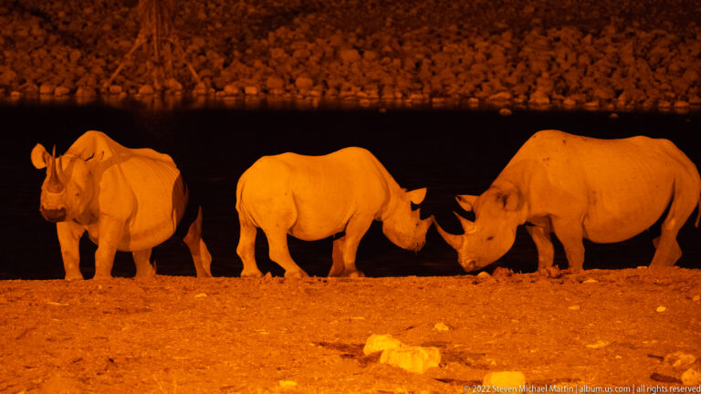 Three black rhinoceroses under floodlights, with two touching heads beside the dark water.