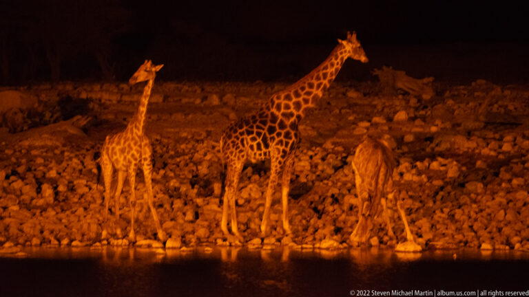 Three giraffes under orange floodlights at night, one bending down toward the water.