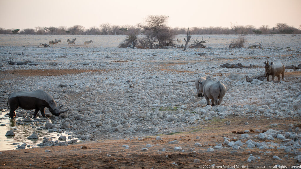 Three black rhinoceroses dispersed across the rocky margin of Okaukuejo Waterhole, one drinking at left.