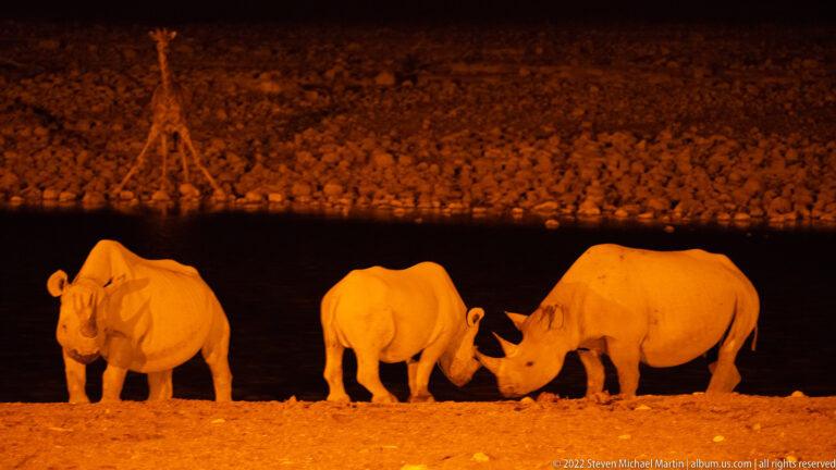 Three black rhinoceroses lined along the orange-lit shore at night beside dark water.