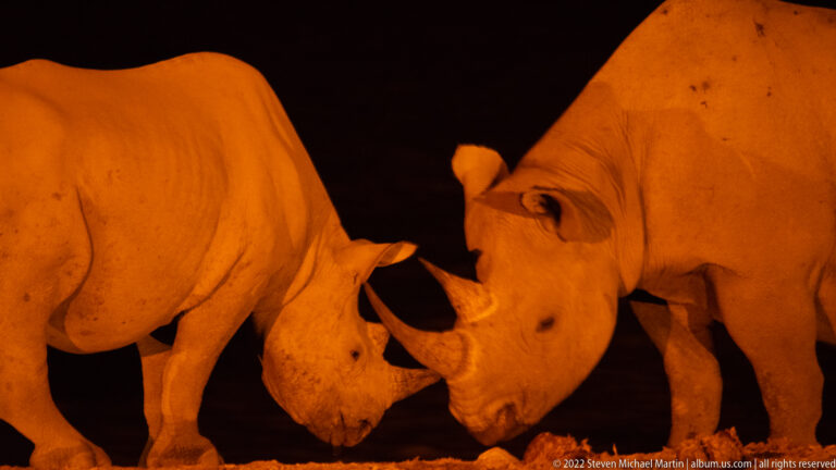 Close night view of two black rhinoceroses touching heads and crossing their horns under orange floodlight.