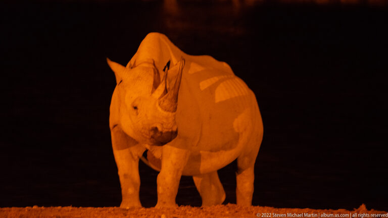 Black rhinoceros facing directly forward at night, its two horns prominent in orange floodlight.