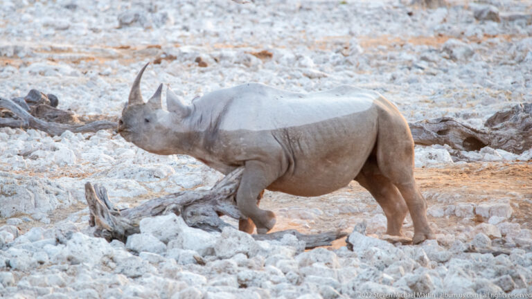 Close side view of a black rhinoceros walking across white limestone rocks in evening light.