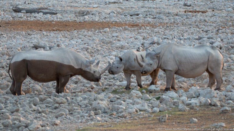 Three black rhinoceroses standing close together on pale rocks, with two touching faces.