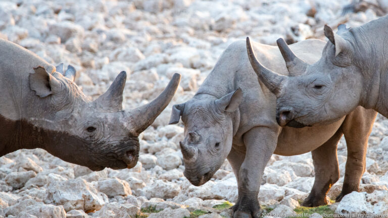 Close view of two adult black rhinoceroses flanking a smaller young rhinoceros among pale rocks.