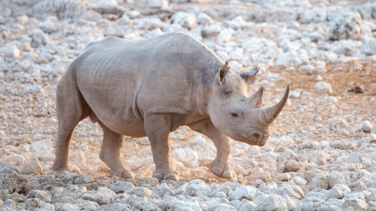 Solitary black rhinoceros standing in profile on white limestone rubble at Okaukuejo.