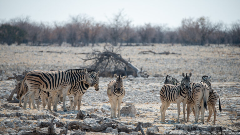 Small herd of plains zebras standing among pale rocks and sparse dry-season brush.
