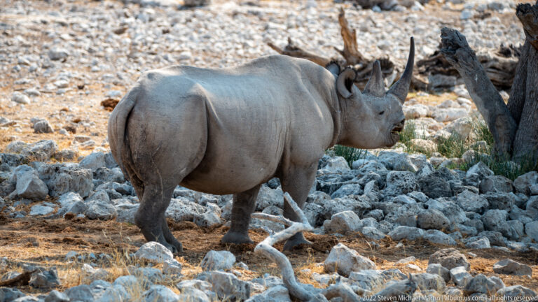 Black rhinoceros walking across pale rocks beside deadwood, with two horns visible in side profile.