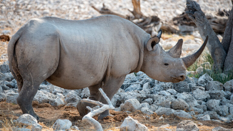 Large black rhinoceros in side profile walking across pale stones with both horns clearly visible.