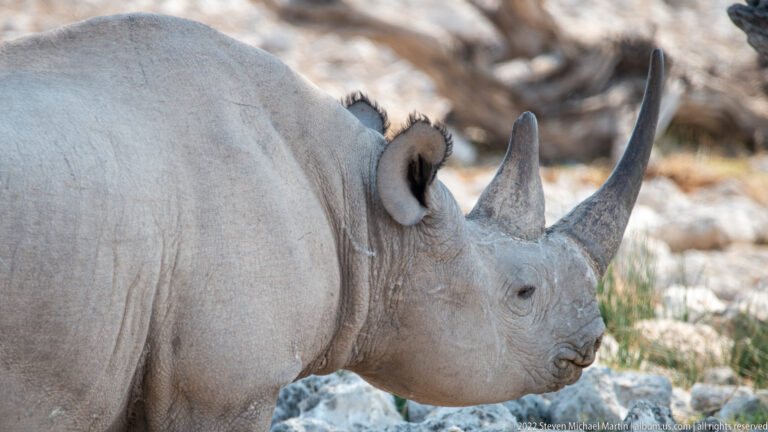 Close side view of a rhinoceros head showing a long front horn, shorter rear horn, ear, eye, and textured muzzle.