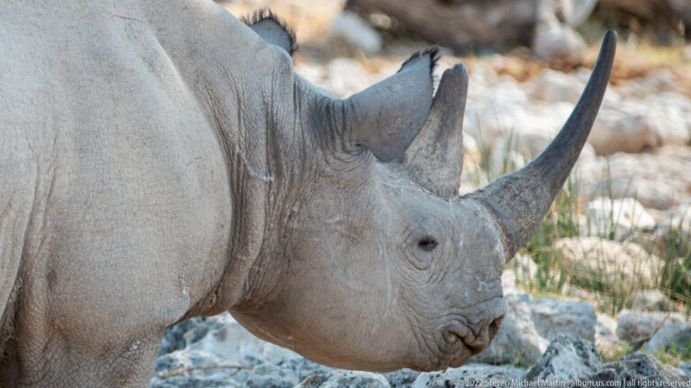 Close profile of rhinoceros face with two upright horns, small eye, rounded ear, and wrinkled gray skin.