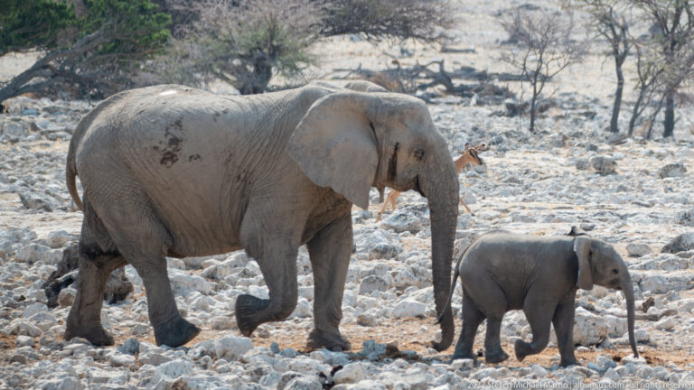 Adult African savanna elephant walking beside a small calf across pale rocky terrain.