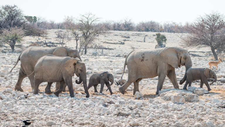Several African savanna elephants, including calves, walking together across pale rocks with a springbok at far right.