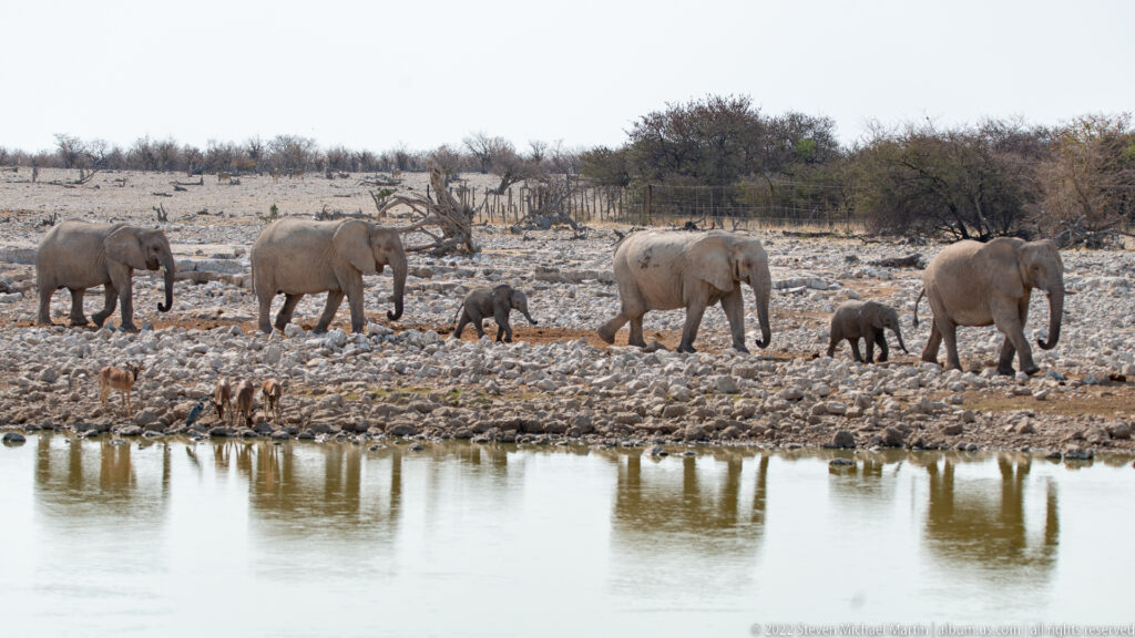 Adult elephants and calves spread along the rocky edge of a waterhole, their reflections visible in calm water.