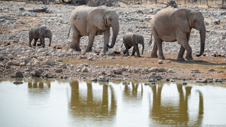 Four elephants, including two calves, walking along a rocky bank above their reflections in water.