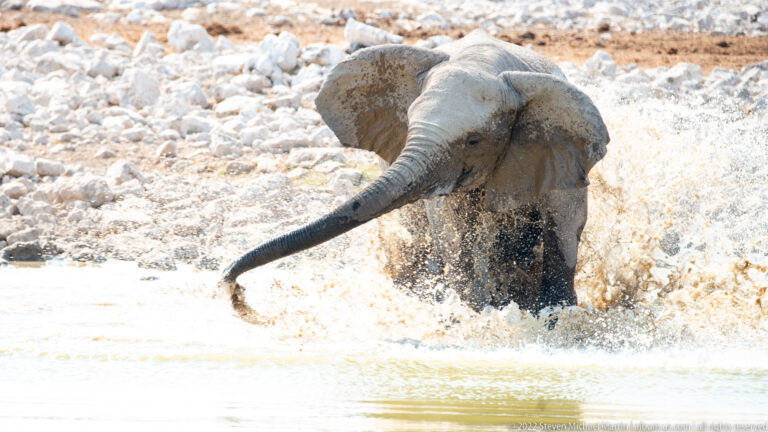 Elephant splashing through shallow water with trunk extended forward and muddy spray rising around its chest.