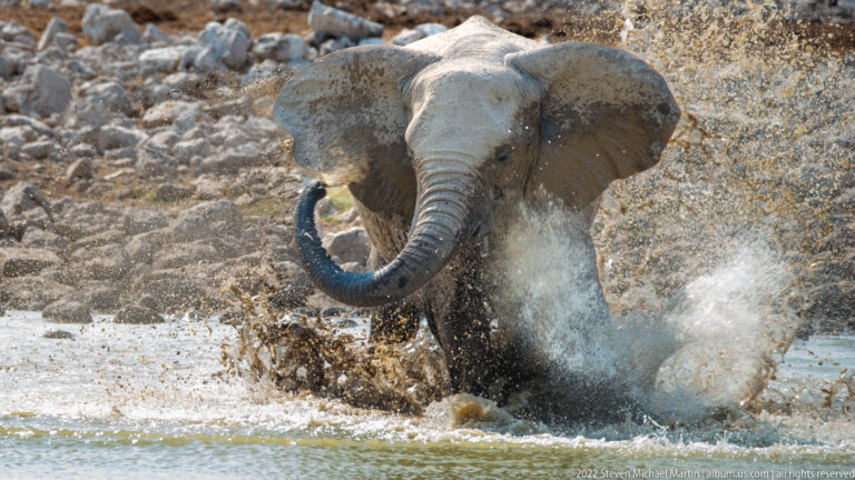 Front-facing elephant in shallow water with trunk curled upward amid a burst of muddy spray.