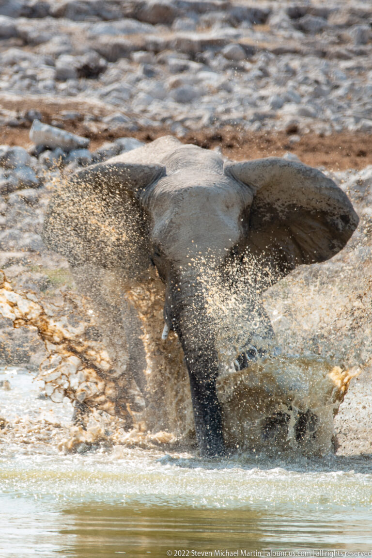 Elephant lying or rolling low in shallow water while a broad sheet of spray crosses its body.