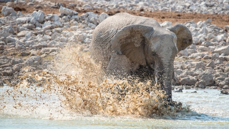 Side view of an elephant in shallow water throwing a large fan of muddy spray beside its body.