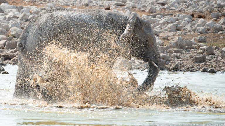 Elephant partly obscured by a dense curtain of muddy spray, with its curled trunk and upper body visible.