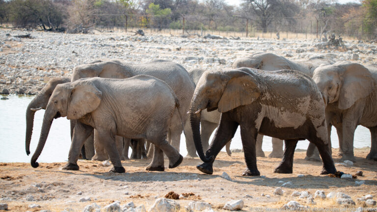 Group of elephants on the bank, several coated in dark wet mud after bathing at the waterhole.
