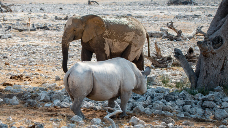 Two-horned rhinoceros walking across rocks in front of a mud-coated African savanna elephant.