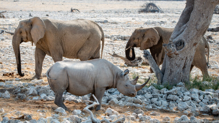 Rhinoceros standing beside a tree trunk with two elephants behind on pale rocky ground.
