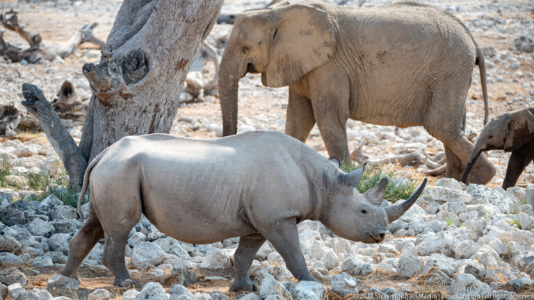 Side-profile rhinoceros walking over pale rocks with elephants partly visible behind a tree.