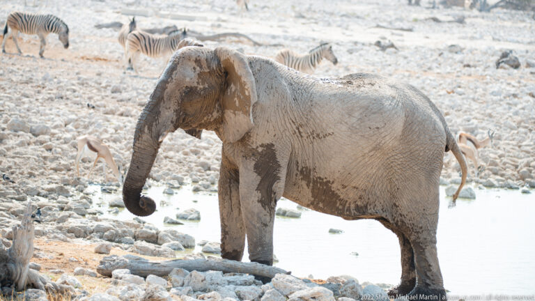 Mud-streaked elephant standing in profile beside water, with springbok and a zebra faintly visible behind.