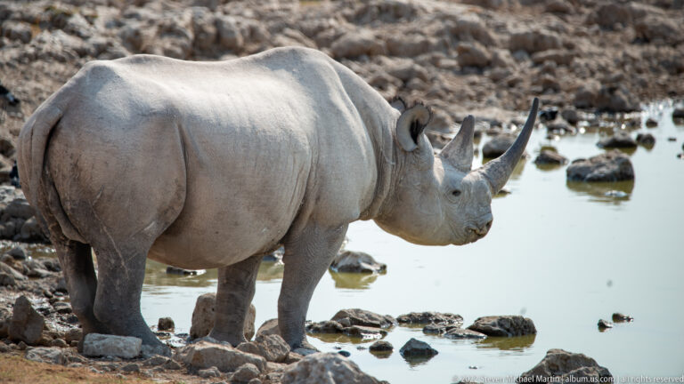 Black rhinoceros standing beside the rocky edge of Okaukuejo Waterhole, with two horns and a hooked upper lip visible.