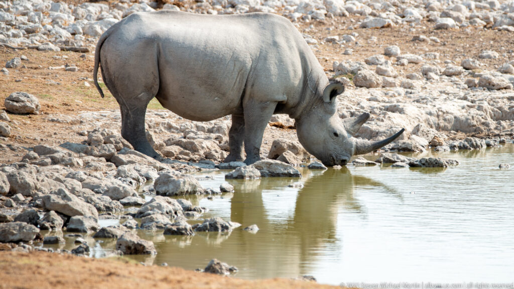 Black rhinoceros in side profile drinking from the waterhole among pale rocks, its two horns reflected near the surface.