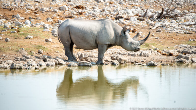 Black rhinoceros standing in profile at the waterhole, with a clear reflection extending into the calm water below.