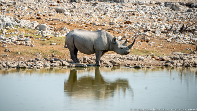 Black rhinoceros standing across the waterhole in a broad rocky landscape, reflected in the water in the foreground.