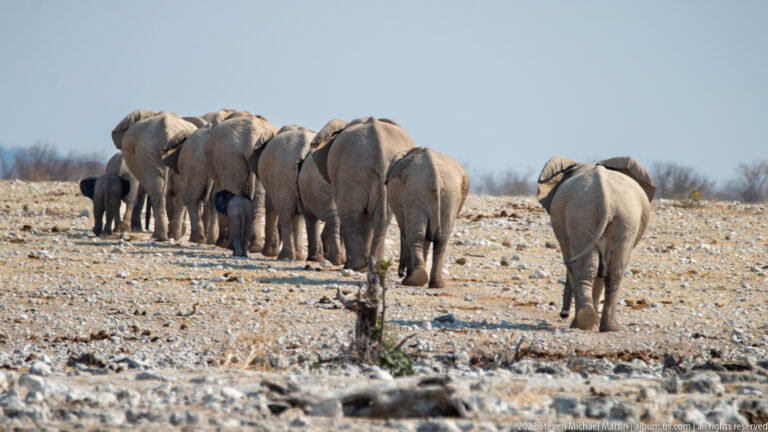 African bush elephant herd walking away across rocky ground, with adults clustered around a smaller calf and one elephant separated to the right.